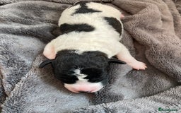 Jackapoo dogs for sale: @@GORGEOUS JACKAPOO PUPPIES@@ - Image 5