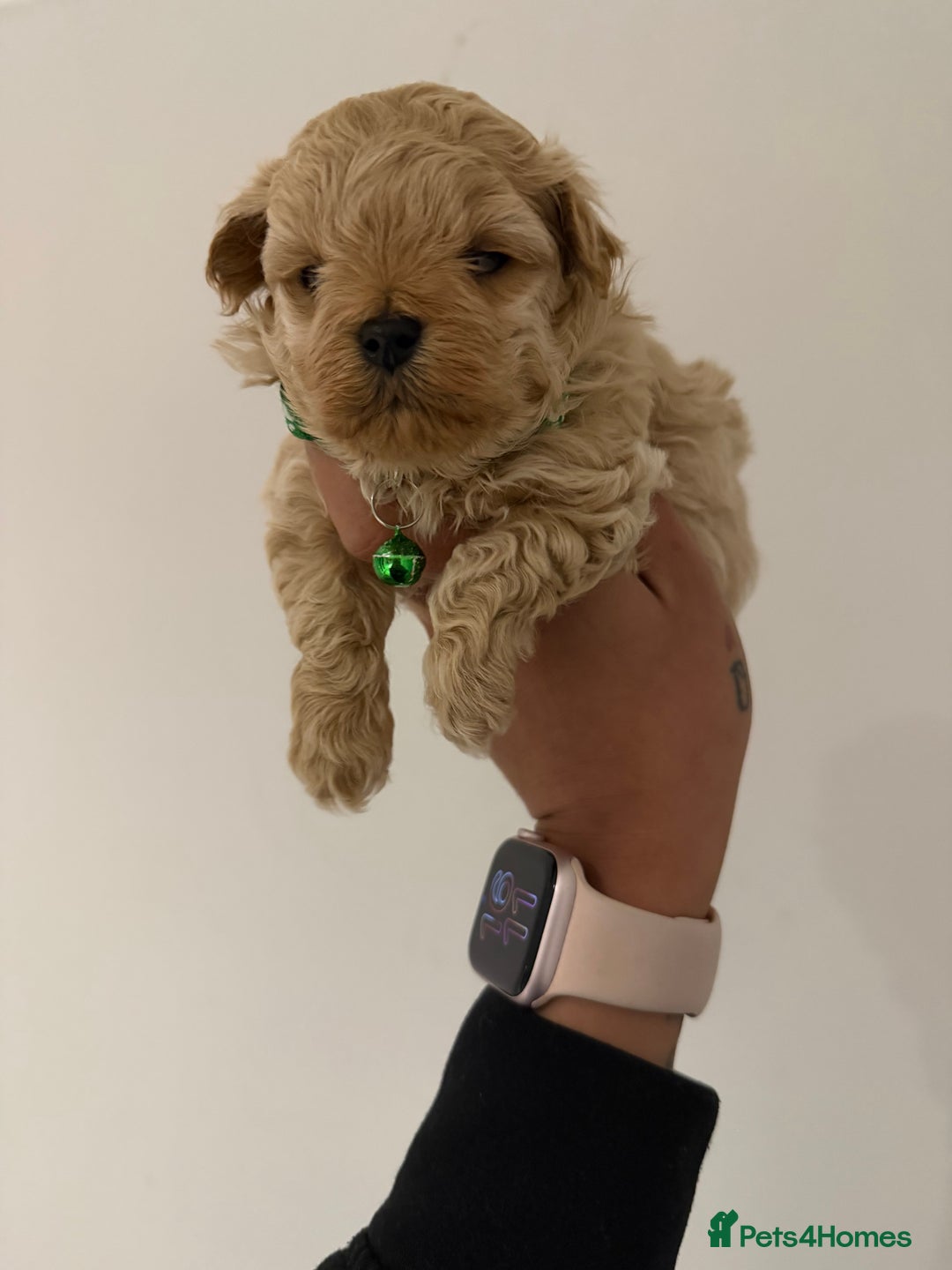 Maltipoo dogs for sale: Small Maltipoo puppy’s - Advert 2