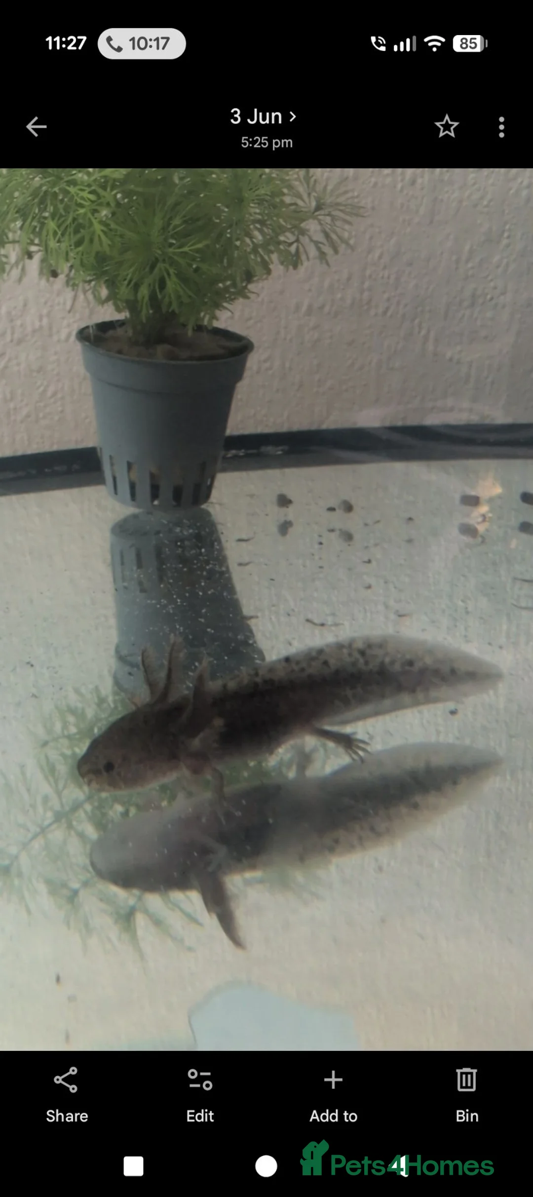 Axolotl reptiles for sale: 2 axolotls - Advert 2