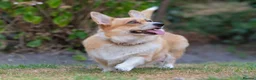 Welsh Corgi Pembroke dogs for sale: Beautiful Welsh Pembroke corgi female  - Advert 7