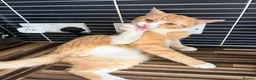 Domestic Shorthair cats for sale: 7-Month-Old Loving & Playful Male Kitten  - Advert 4