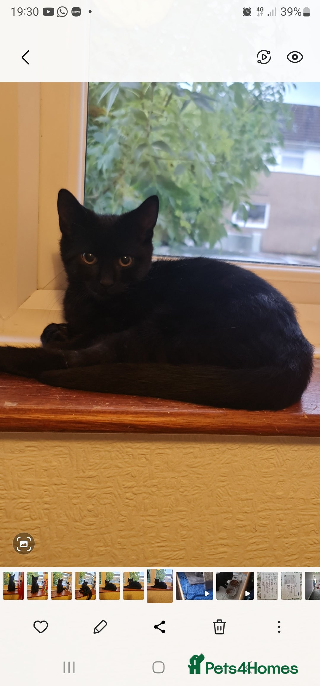 Egyptian Mau cats for sale: Boy kitten left black and grey girl. - Image 1