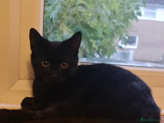 Domestic Shorthair cats - Advert 24