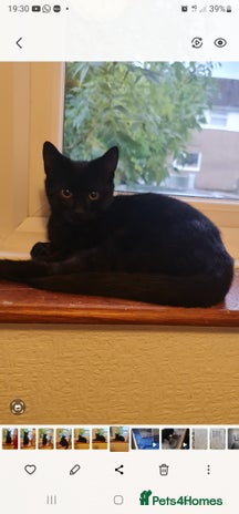Domestic Shorthair cats - Advert 3