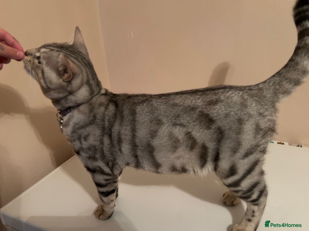 Bengal cats for stud: Bengal Stud - Image 7
