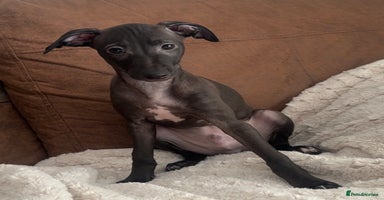Italian Greyhound dogs - Advert 16
