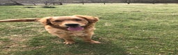Golden Retriever dogs for stud: Dark Golden Retriever available for stud duties in Dunblane - Advert 2