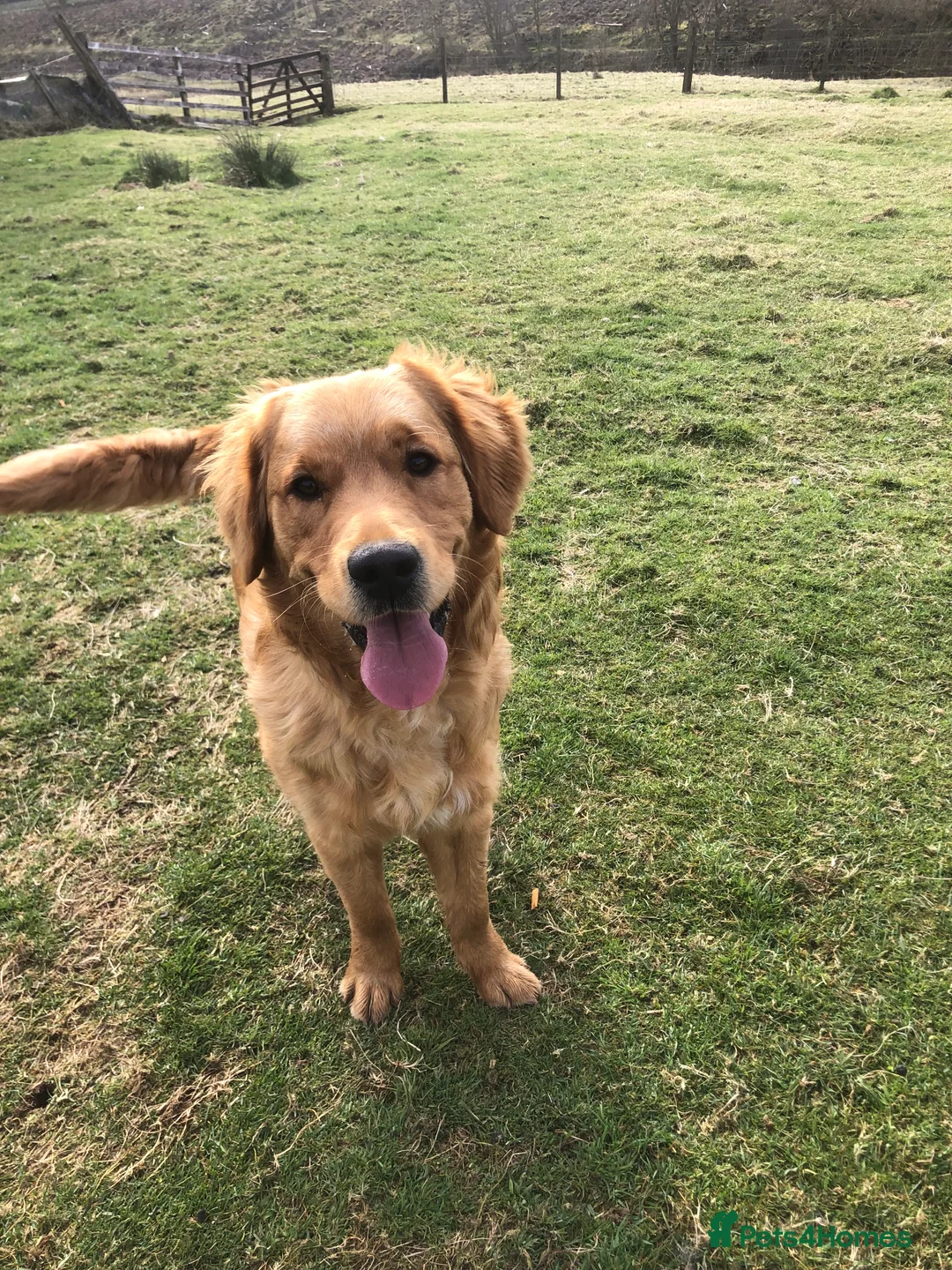 Golden Retriever dogs for stud: Dark Golden Retriever available for stud duties in Dunblane - Advert 2