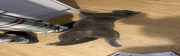 British Shorthair cats for sale: Playful British Shorthair - 2 years old in London - Advert 17