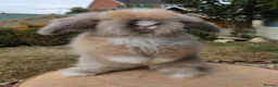 Angora rabbits for sale:  Super fluffy baby teddywidders  - Advert 9