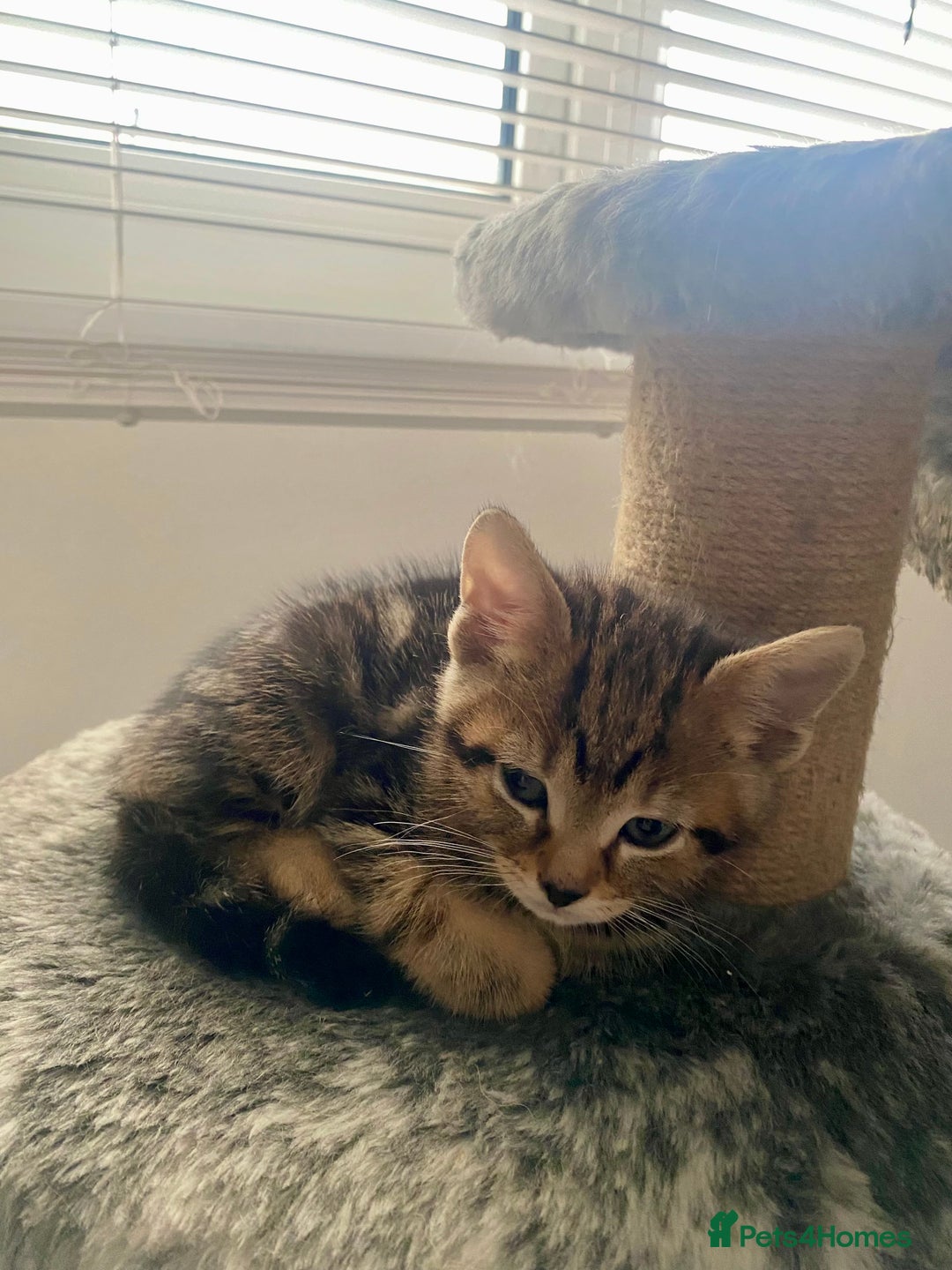 Mixed Breed cats for sale: Kittens for sale - Advert 13