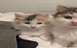 Maine Coon cats for sale: Maine Coon x Ragdoll kittens - Advert 9