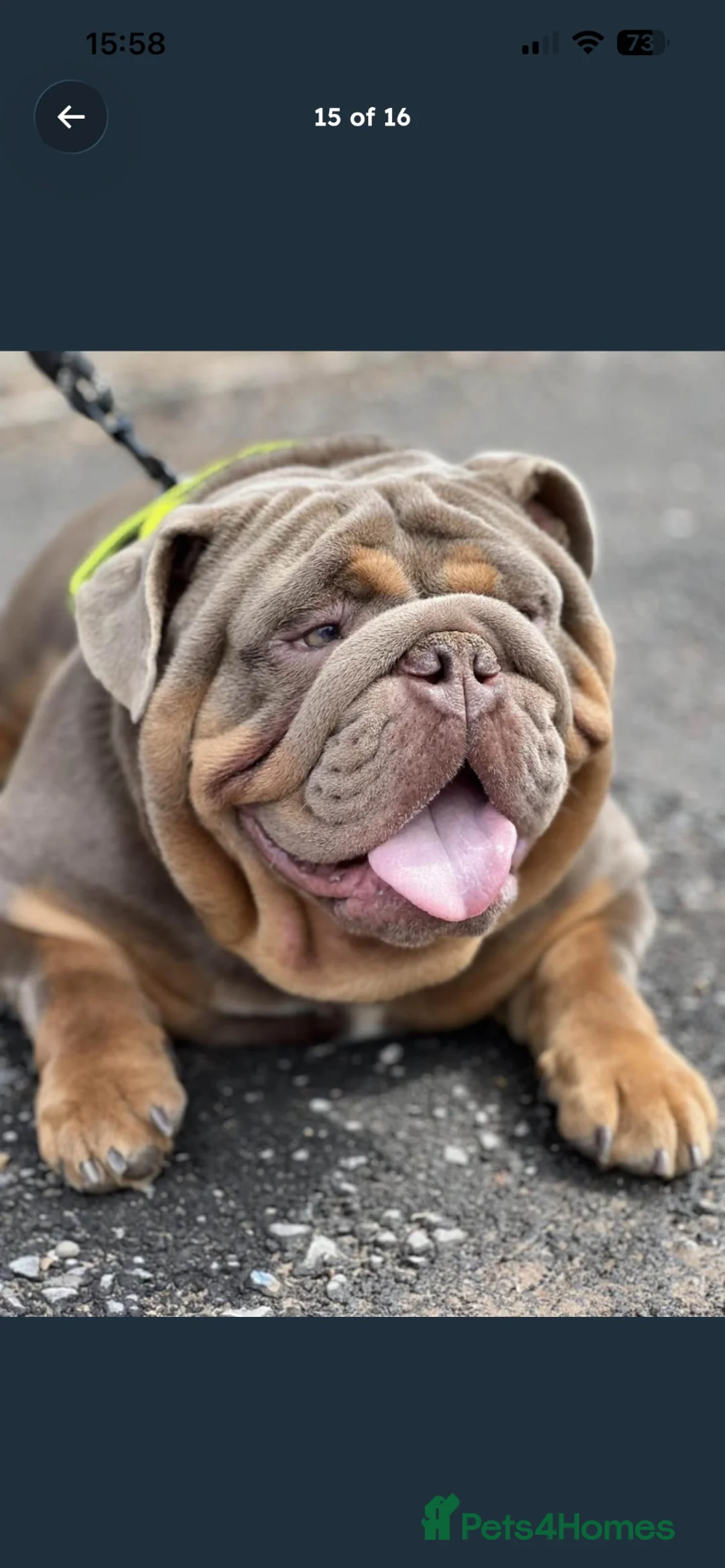 Olde English Bulldogge dogs for sale: Big chunky rope puppy’s 🎀 in Wellingborough - Advert 2