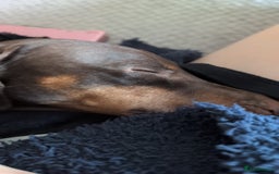 Miniature Dachshund dogs for sale: Female dachshund 2 years old  - Image 7