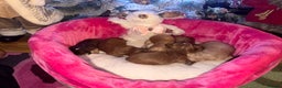 Cockapoo dogs for sale: Cockapoo pups  - Advert 7