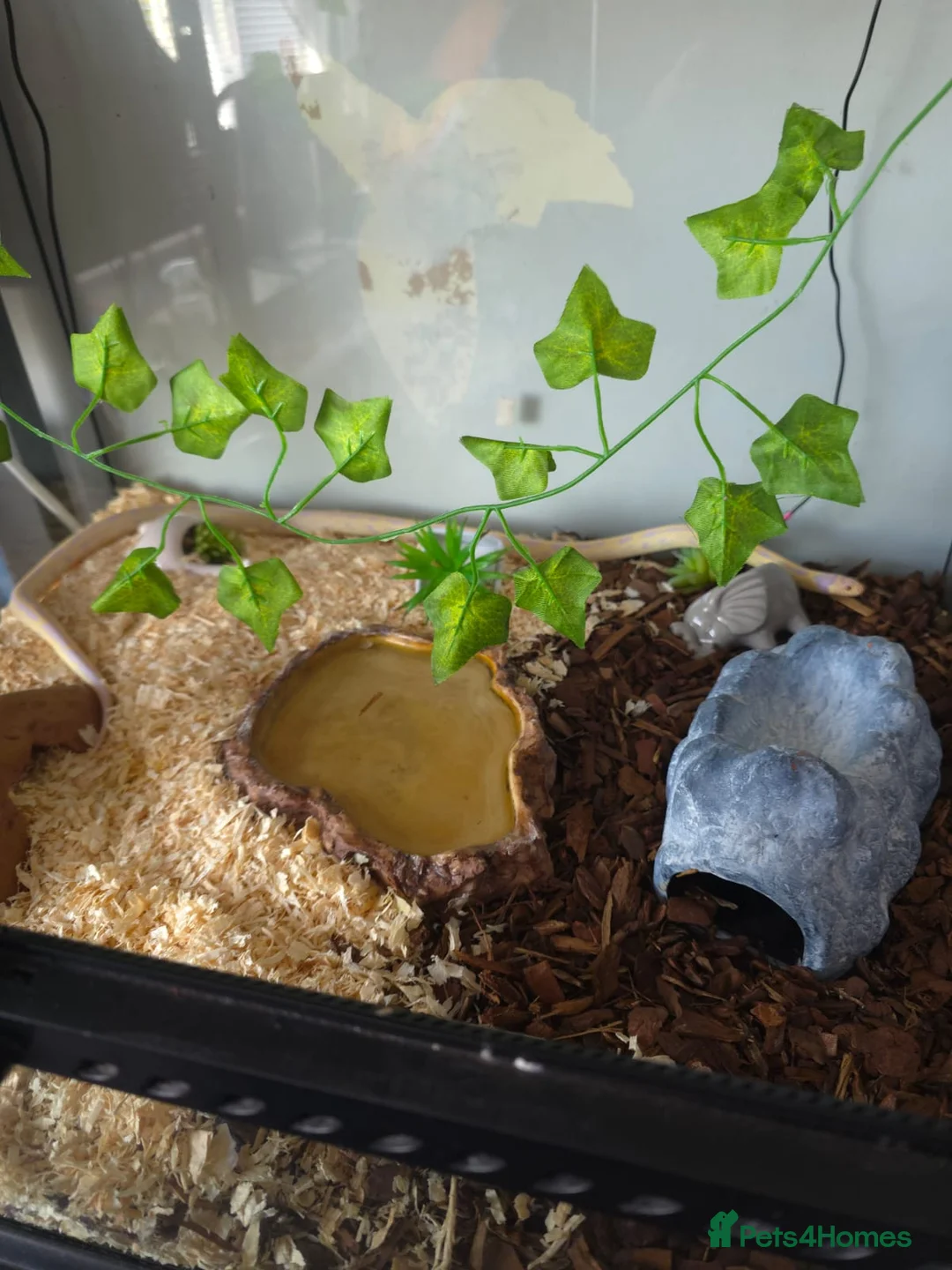 King Snake reptiles for sale: Californian king snake (albino) in Newark - Advert 2