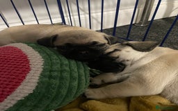 Pug dogs for sale: 2 beautiful pugs looking for their forever home - Image 13
