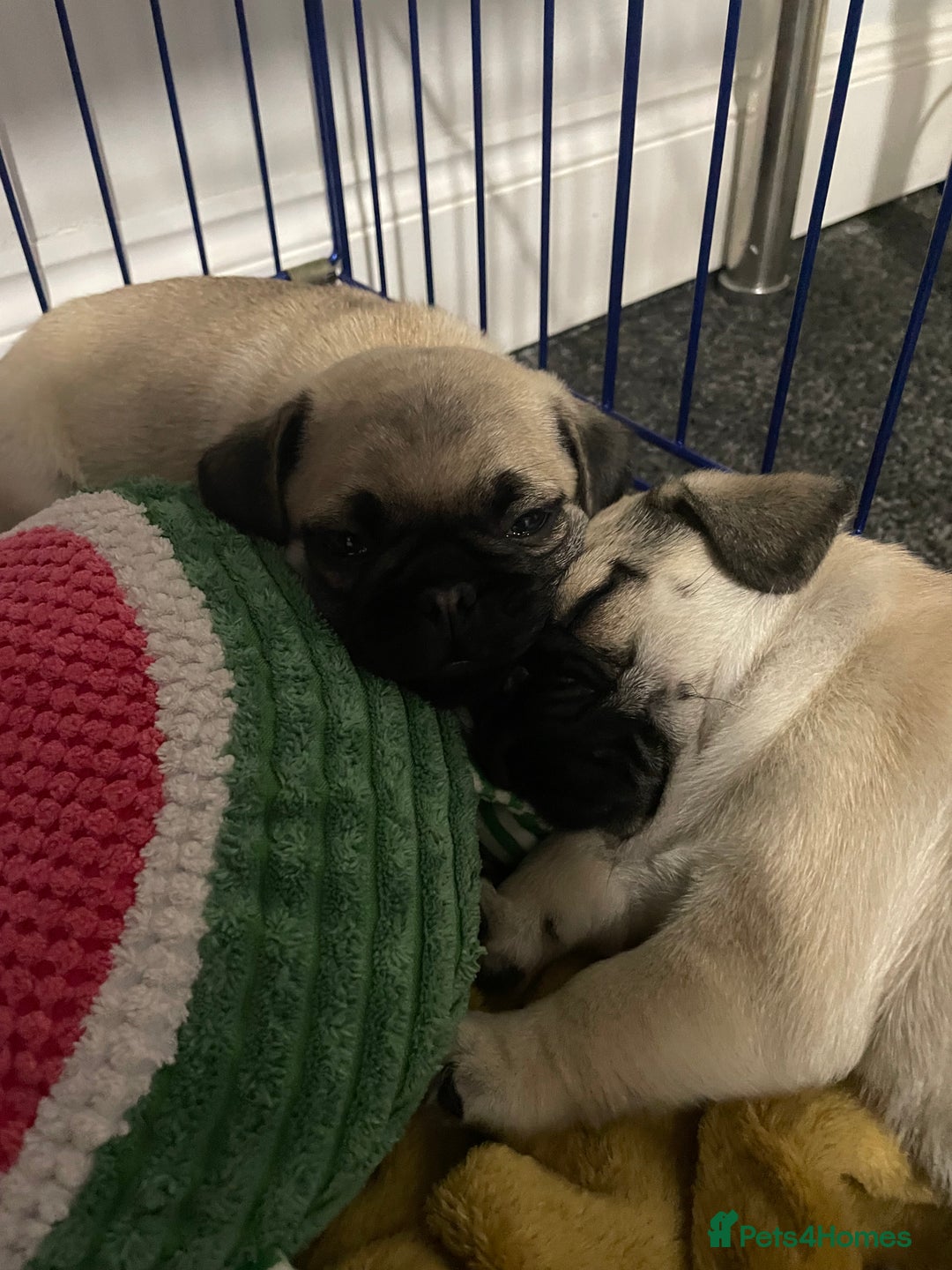 Pug dogs for sale: 2 beautiful pugs looking for their forever home - Image 13