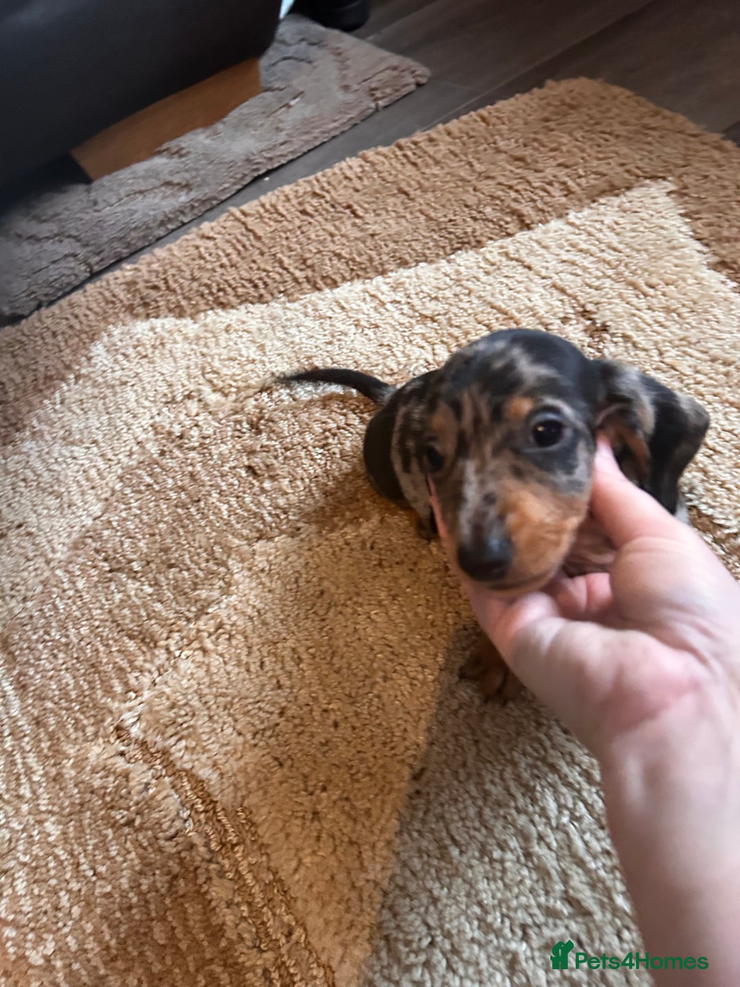 Miniature Dachshund dogs for sale: Dachshund puppies boys and girls ready now - Advert 21