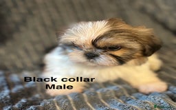 Shih Tzu dogs for sale: Imperial shih-tzu puppy’s for sale  - Image 4