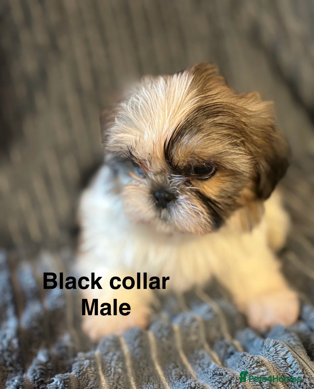 Shih Tzu dogs for sale: Imperial shih-tzu puppy’s for sale  - Image 4