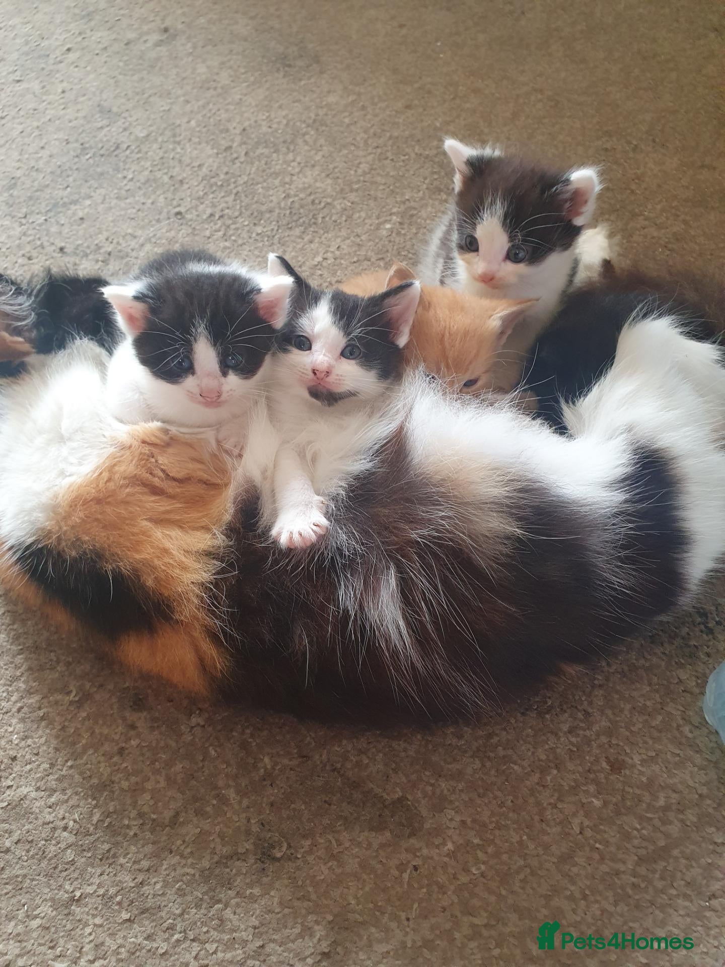 Mixed Breed cats Beautiful kittens looking for forever home - Advert 1