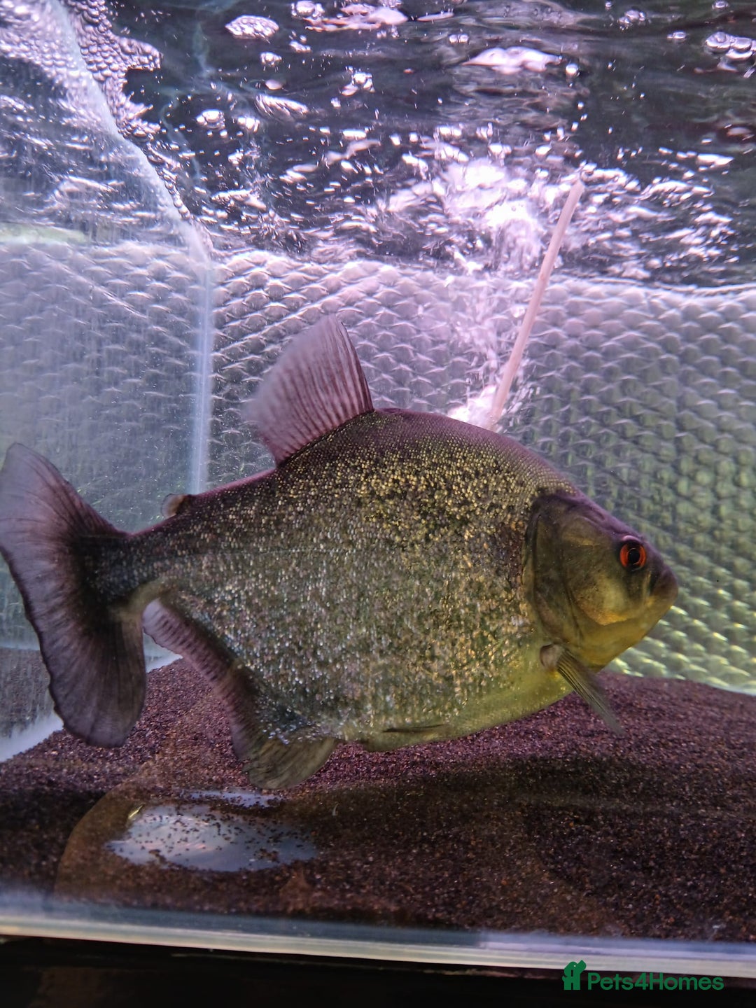 Piranhas fish for sale: Piranhas  - Image 4