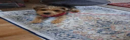 Mixed Breed dogs for sale: Delightful pup will light up your life! in Yeovil - Advert 3