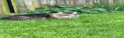 Mixed Breed cats for sale: Long Haired Main Coon Cross - Advert 8