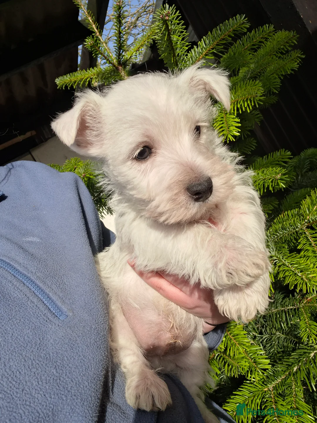 West Highland Terrier dogs for sale: Beautiful westies available - Advert 6