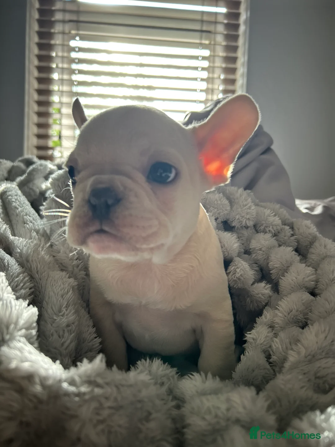 French Bulldog dogs for sale: Frenchie puppies available - Advert 41