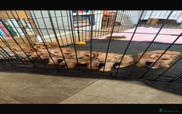 Cavapoo dogs for sale: 6 Beautiful Toy Cavapoo Girls  - Image 3