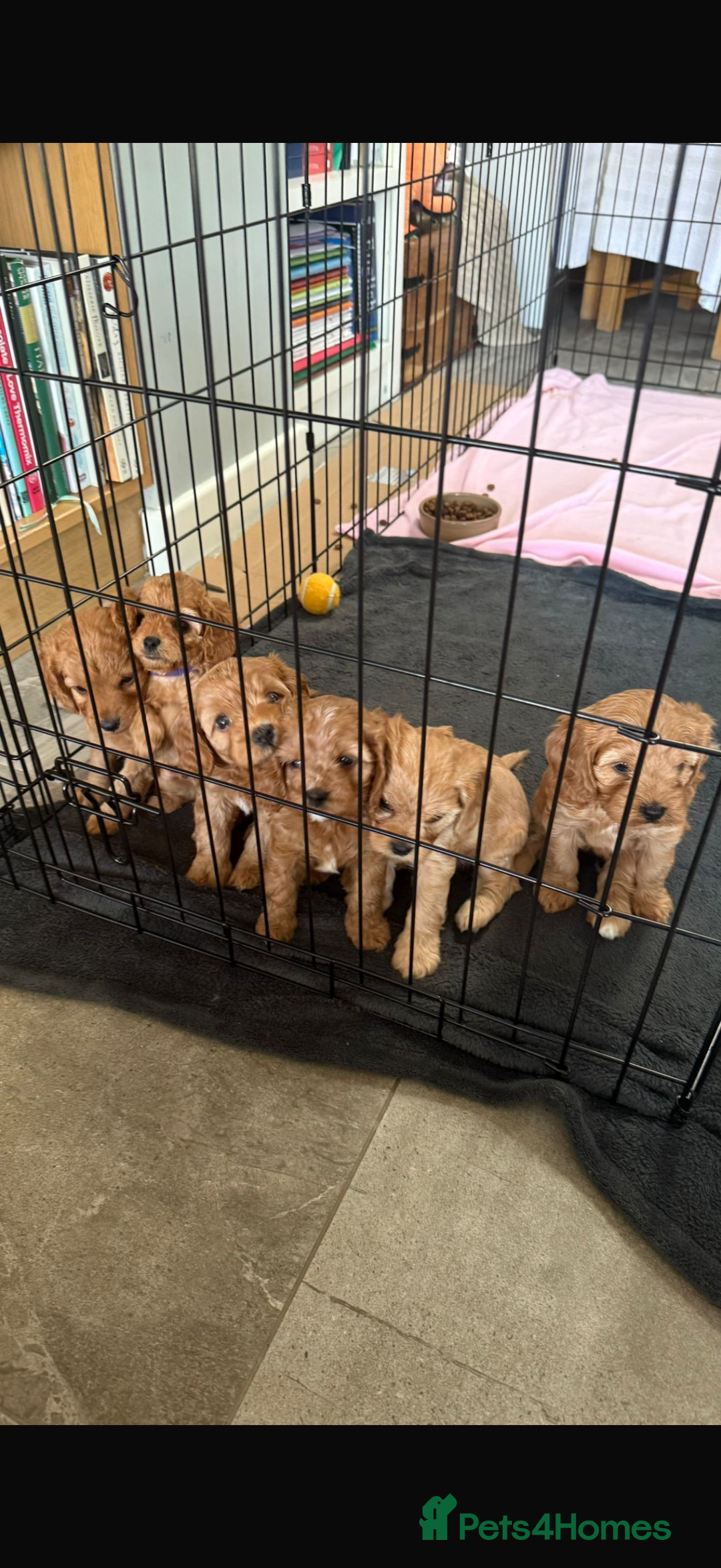Cavapoo dogs for sale: 6 Beautiful Toy Cavapoo Girls  - Image 3