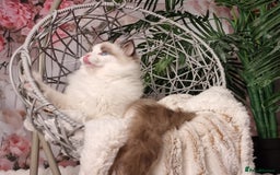 Ragdoll cats for sale: Quality Tica reg Ragdoll kittens  - Image 8