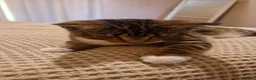 Mixed Breed cats for sale: Luna - 6 months old kitten  - Advert 1