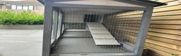 Mini Lop rabbits for sale: 🐰 Mini Lop Bunnies Looking for forever Homes - Advert 9