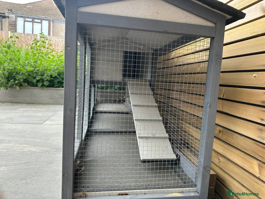 Mini Lop rabbits for sale: 🐰 Mini Lop Bunnies Looking for forever Homes - Advert 9