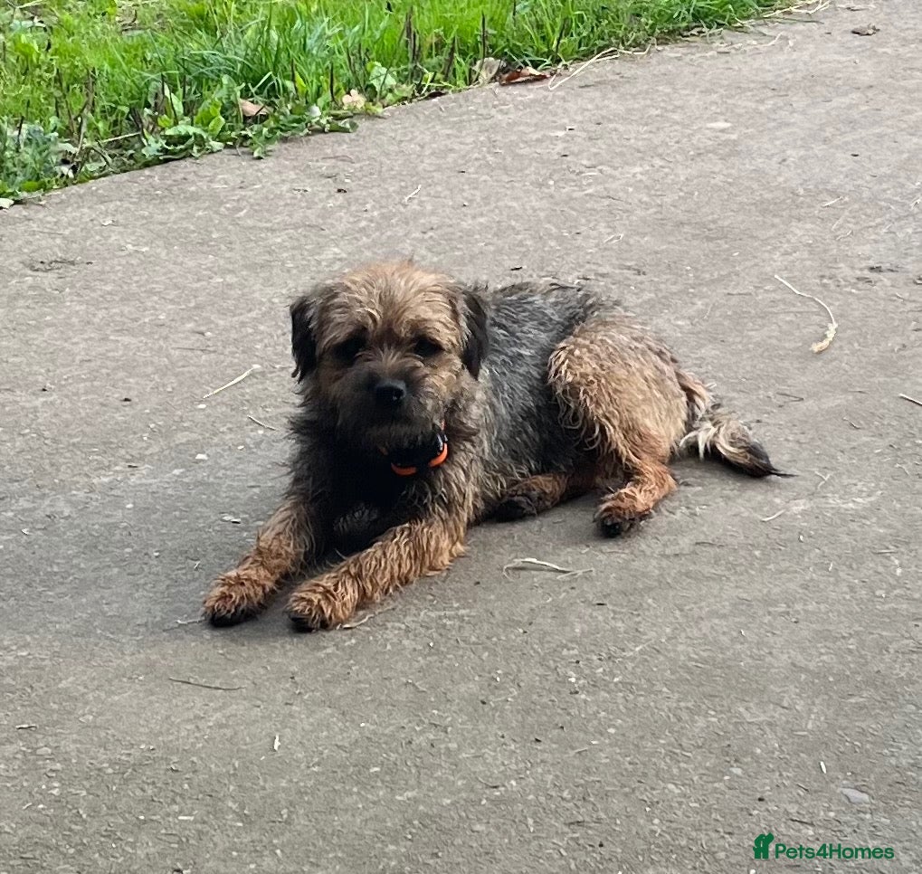 Border Terrier dogs Lovely laid back temperament  - Advert 3