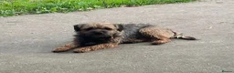 Border Terrier dogs for stud: Lovely laid back temperament  - Advert 1