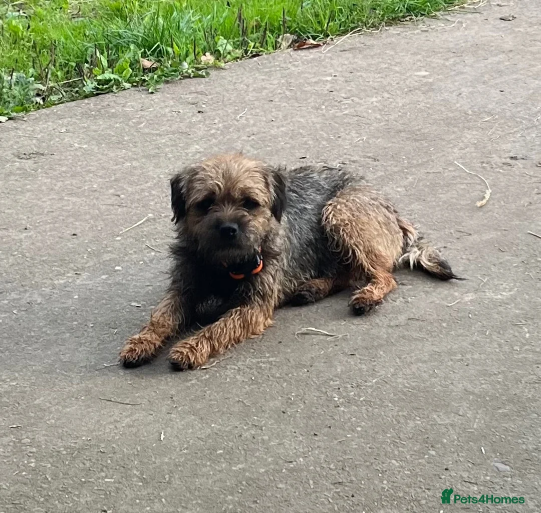 Border Terrier dogs for stud: Lovely laid back temperament  - Advert 1