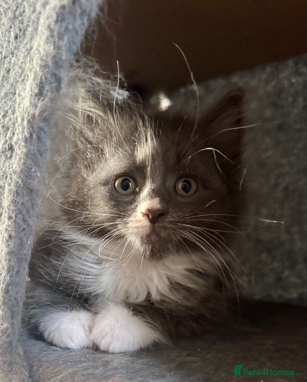 Mixed Breed cats for sale: Maine coon cross ragdoll kittens stunning blues - Advert 5