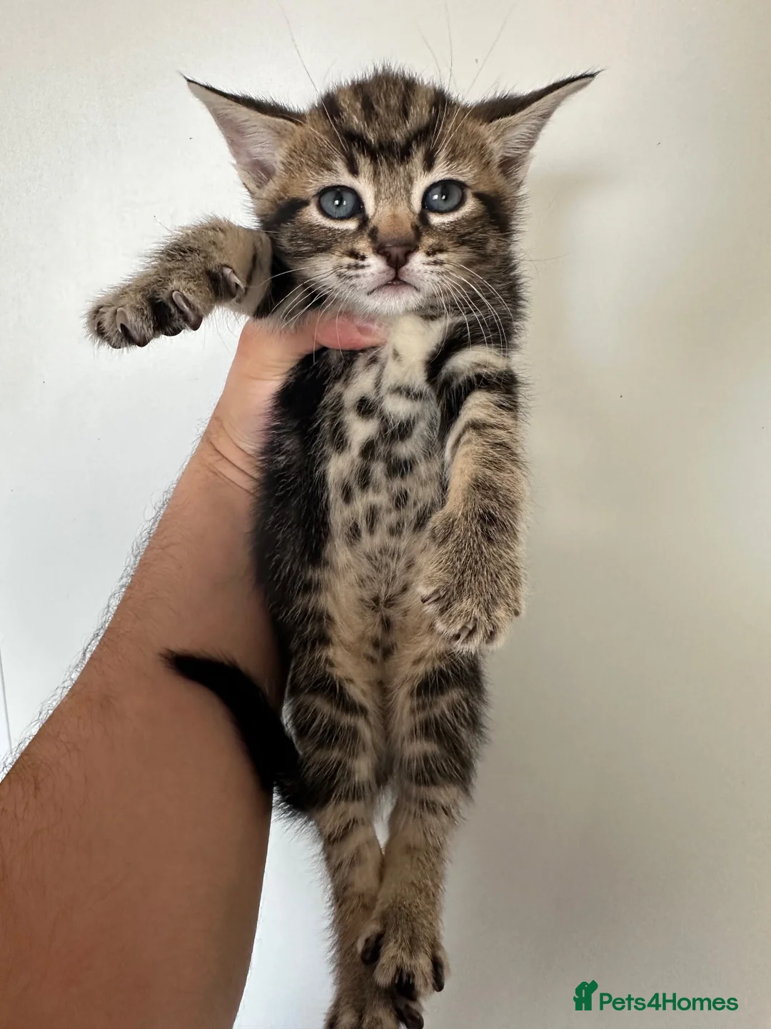 Mixed Breed cats for sale: British Short hair mix kittens - Advert 1