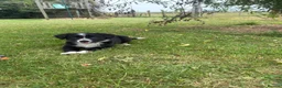 Border Collie dogs for sale: Border Collie Puppies  in Swansea - Advert 5