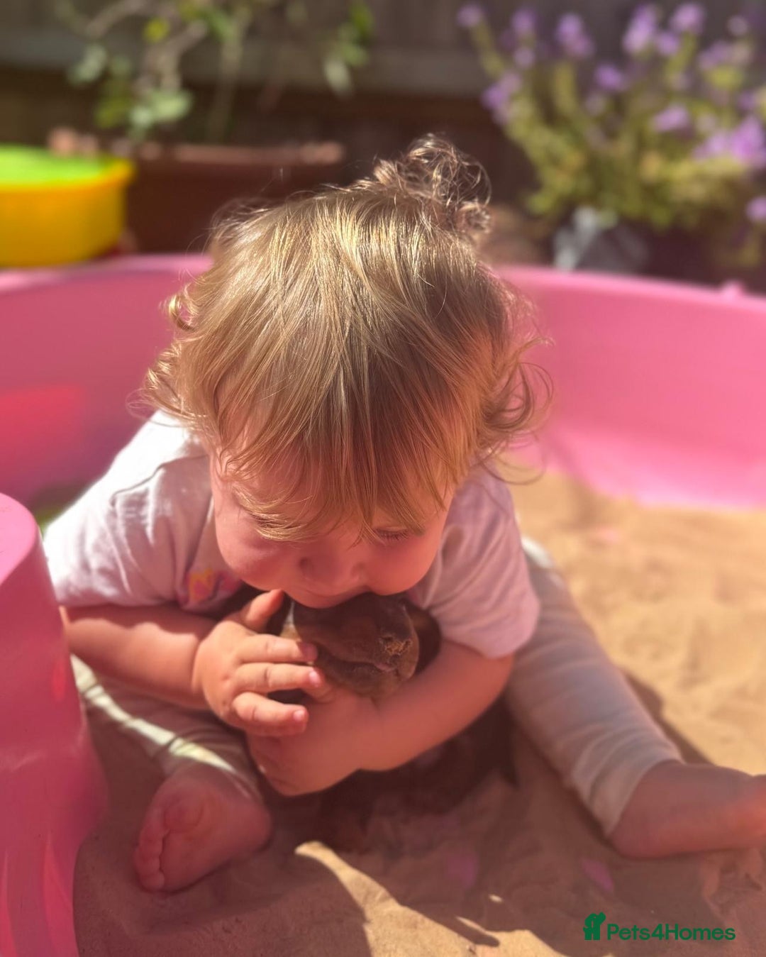 Miniature Dachshund dogs for sale: KC, PRA Clear Miniature Dachshund Puppies - Image 18