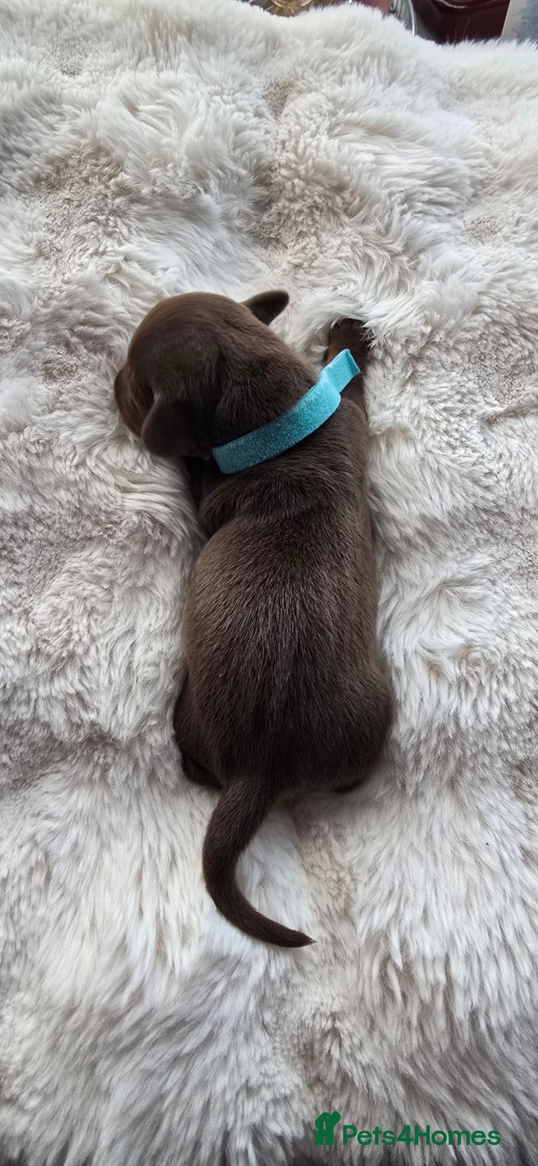 Miniature Dachshund dogs for sale: KC registered miniature Dachshund 🐶  - Advert 11