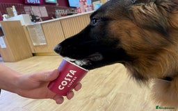 German Shepherd dogs for sale: germen Shepard  - Image 5