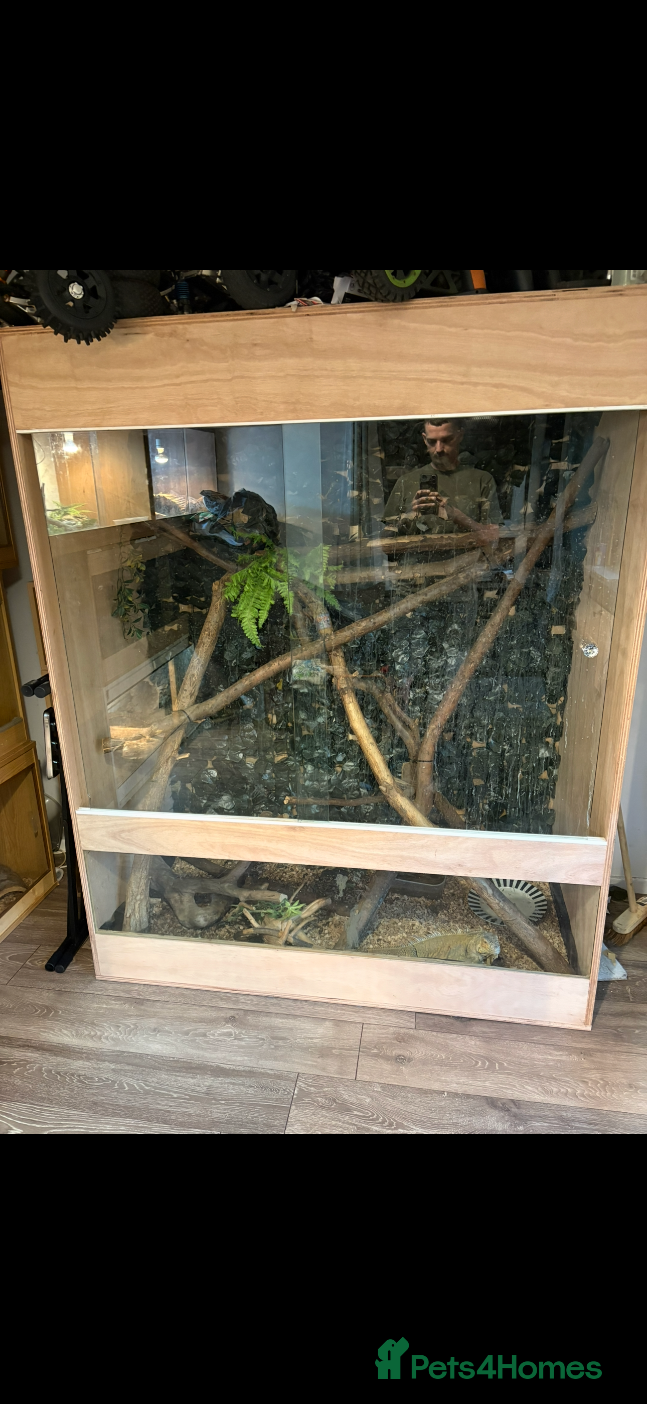 Iguana reptiles Female green iguana almost 4years old plus Viv  - Advert 1