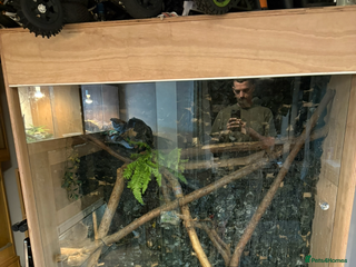 Iguana reptiles Female green iguana almost 4years old plus Viv - Advert 1