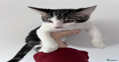 Bengal cats Make kittens - Advert 11