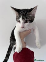 Bengal cats Male kittens - Advert 2